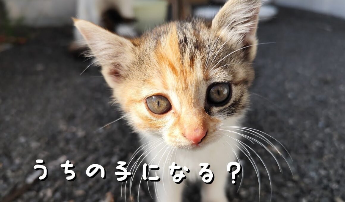 ある日、野良猫が職場に住み着いた...