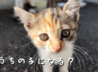 ある日、野良猫が職場に住み着いた...