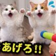 おもちゃの銃を猫たちに向けてみたら…