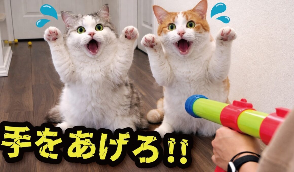 おもちゃの銃を猫たちに向けてみたら…
