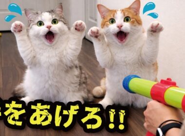 おもちゃの銃を猫たちに向けてみたら…