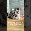 メインクーンはお昼ごはんの1時間前に #メインクーン #mainecoon #ラグドール #猫のいる生活