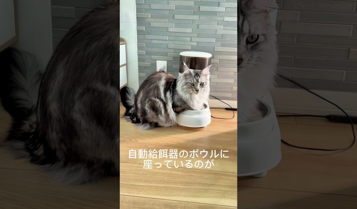メインクーンはお昼ごはんの1時間前に #メインクーン #mainecoon #ラグドール #猫のいる生活