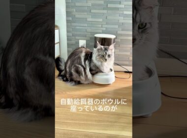 メインクーンはお昼ごはんの1時間前に #メインクーン #mainecoon #ラグドール #猫のいる生活