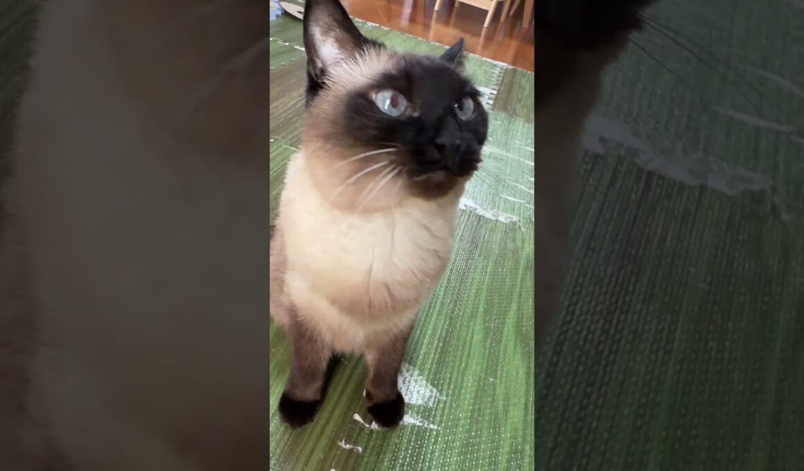 シャム猫のふくさん【たぬき猫】 #cat #しゃむねこ #猫のいる暮らし #猫好きさんと繋がりたい #ねこ #cutecat #cat