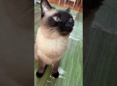 シャム猫のふくさん【たぬき猫】 #cat #しゃむねこ #猫のいる暮らし #猫好きさんと繋がりたい #ねこ #cutecat #cat