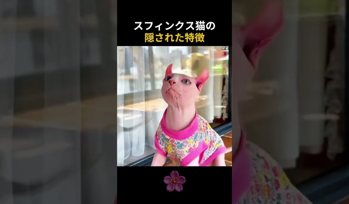 スフィンクス猫の隠された特徴