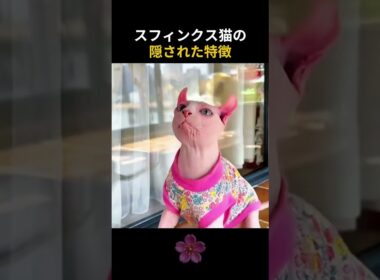 スフィンクス猫の隠された特徴