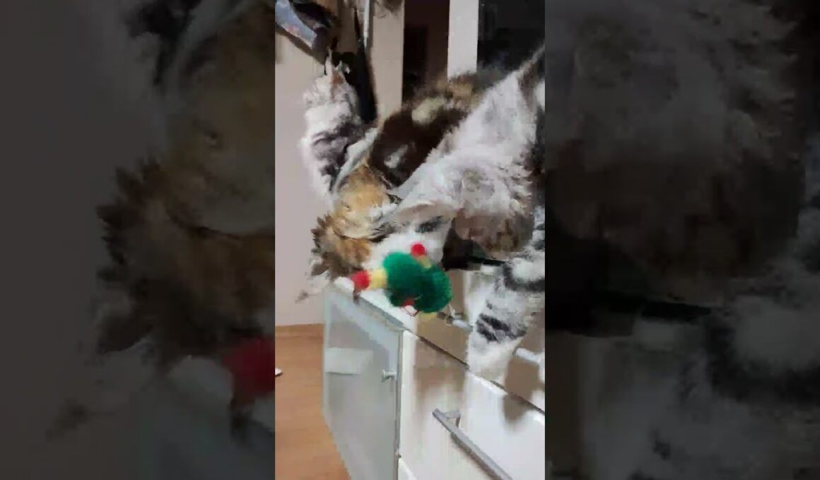 熊の編みぐるみと遊ぶ２匹のメインクーン子猫‼️