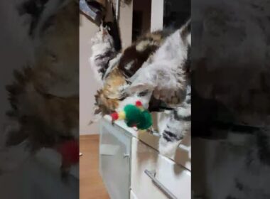 熊の編みぐるみと遊ぶ２匹のメインクーン子猫‼️