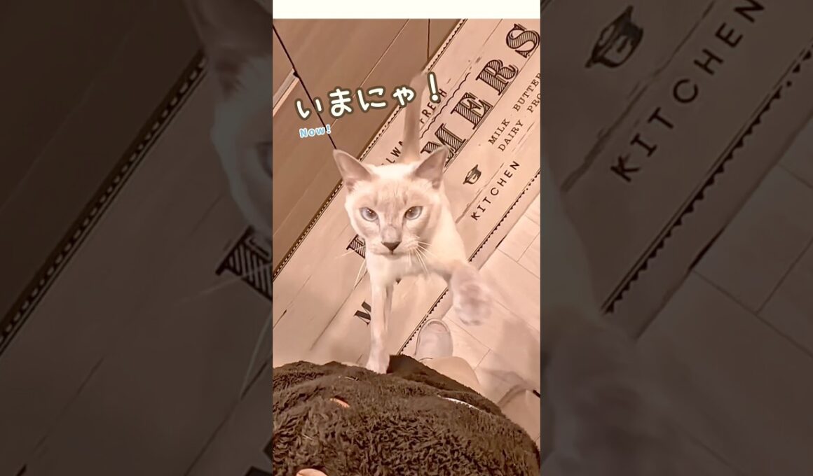 洗い物が終わるのを待ってた甘えん坊猫【鳴き声・ジャンプ抱っこ】
