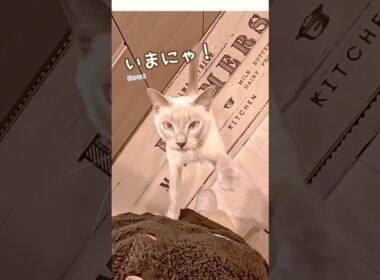洗い物が終わるのを待ってた甘えん坊猫【鳴き声・ジャンプ抱っこ】