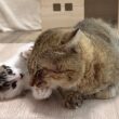 優しすぎる兄猫に好き放題する子猫＆ママ猫ついにケージから出る？！【白玉ちゃん＆坊ちゃん＆たこやき君日記】Patient big brother and wild kitten