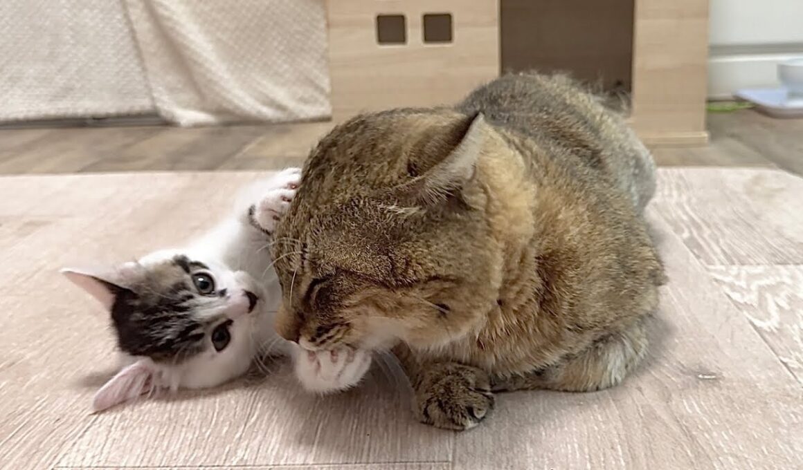 優しすぎる兄猫に好き放題する子猫＆ママ猫ついにケージから出る？！【白玉ちゃん＆坊ちゃん＆たこやき君日記】Patient big brother and wild kitten