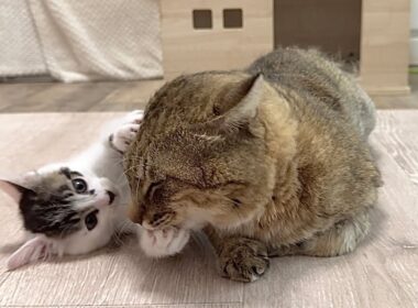 優しすぎる兄猫に好き放題する子猫＆ママ猫ついにケージから出る？！【白玉ちゃん＆坊ちゃん＆たこやき君日記】Patient big brother and wild kitten