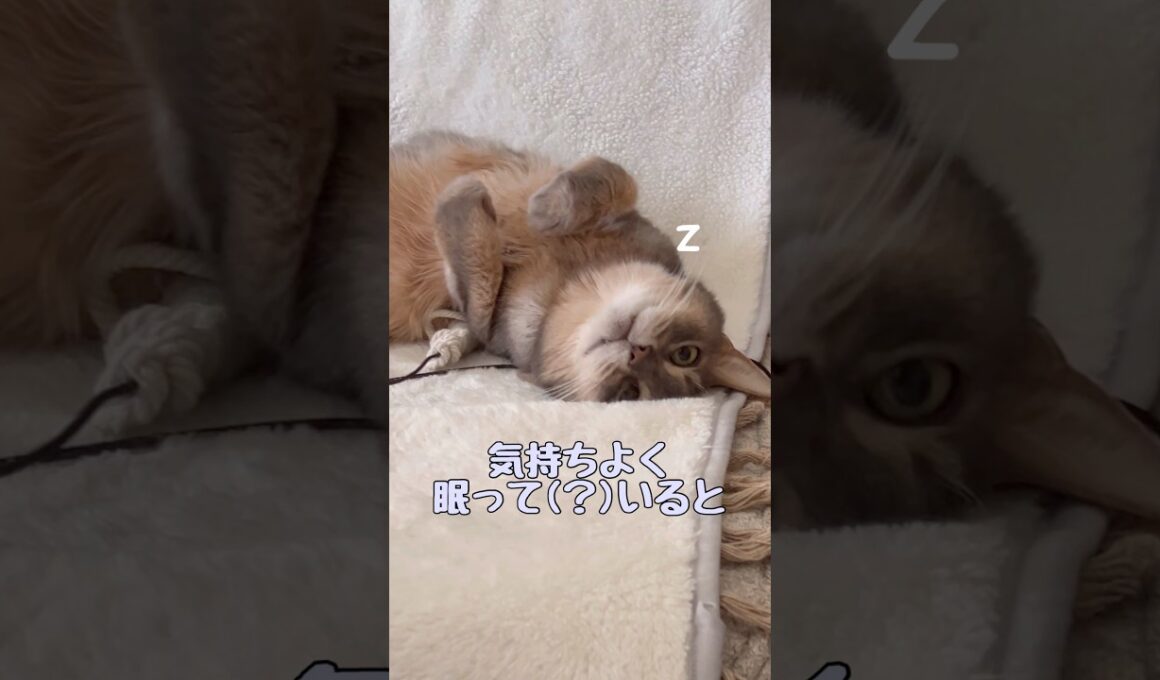 気持ちよく眠って(？)いると #shorts #猫 #アビシニアン #ノルウェージャンフォレストキャット #cat