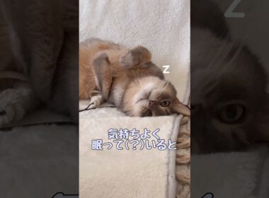 気持ちよく眠って(？)いると #shorts #猫 #アビシニアン #ノルウェージャンフォレストキャット #cat