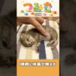 手のひらサイズの子猫つみき008。#shorts #子猫 #保護猫