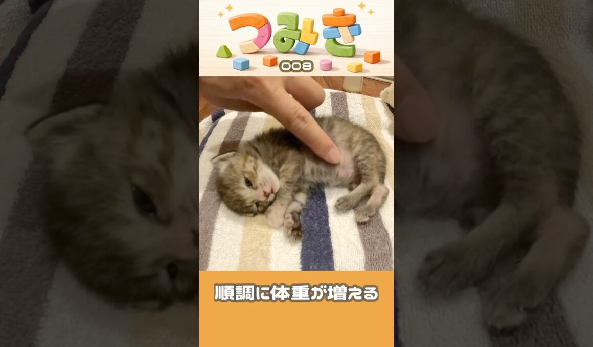 手のひらサイズの子猫つみき008。#shorts #子猫 #保護猫