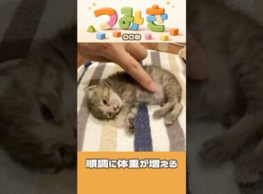 手のひらサイズの子猫つみき008。#shorts #子猫 #保護猫
