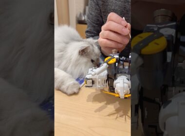 ガンプラ作りの邪魔しかしない猫 【サイベリアン】 #Shorts