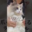 ラグドールの爪を切ってみた。#shorts #cat #猫 #고양이 #ラグドール
