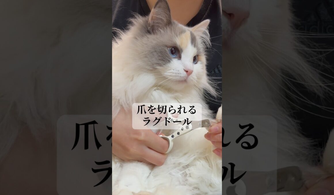 ラグドールの爪を切ってみた。#shorts #cat #猫 #고양이 #ラグドール
