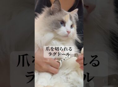 ラグドールの爪を切ってみた。#shorts #cat #猫 #고양이 #ラグドール