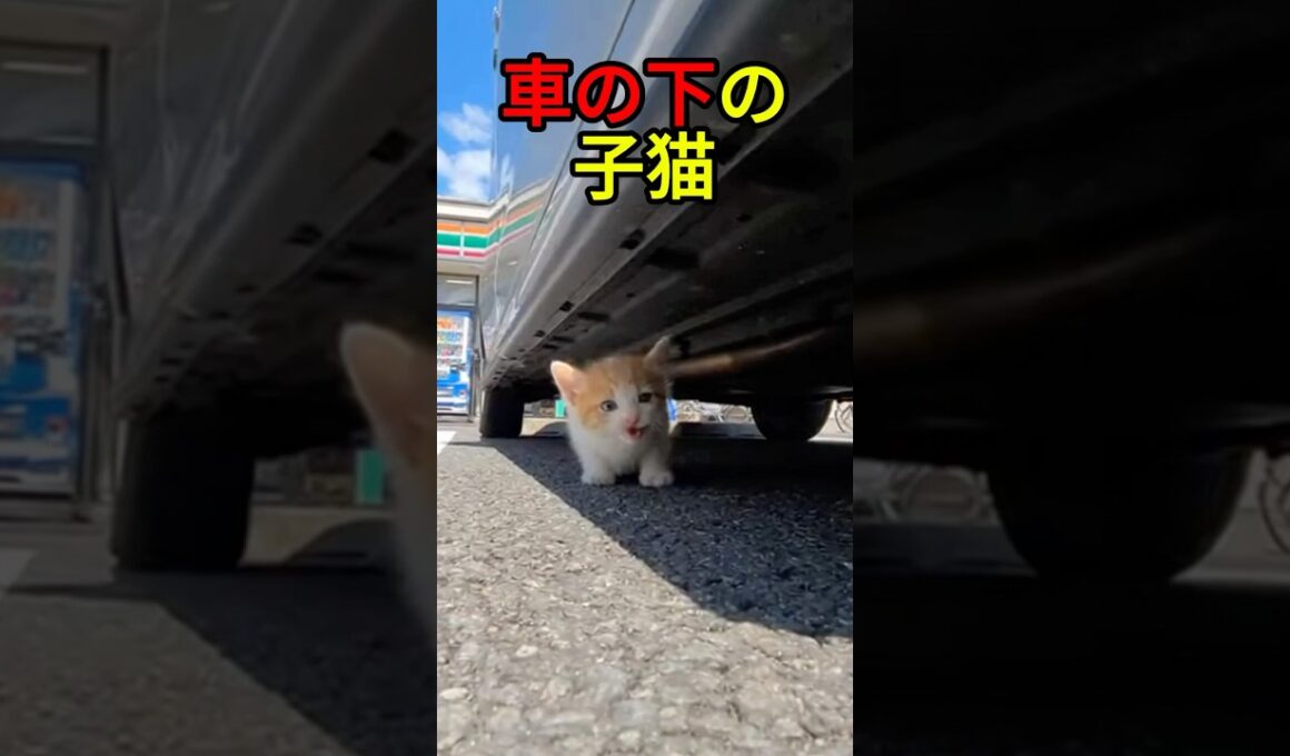 車の下に隠れていた子猫【感動物語】 #shorts