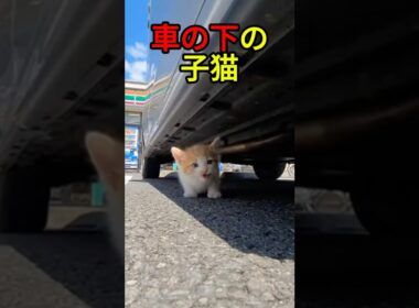 車の下に隠れていた子猫【感動物語】 #shorts