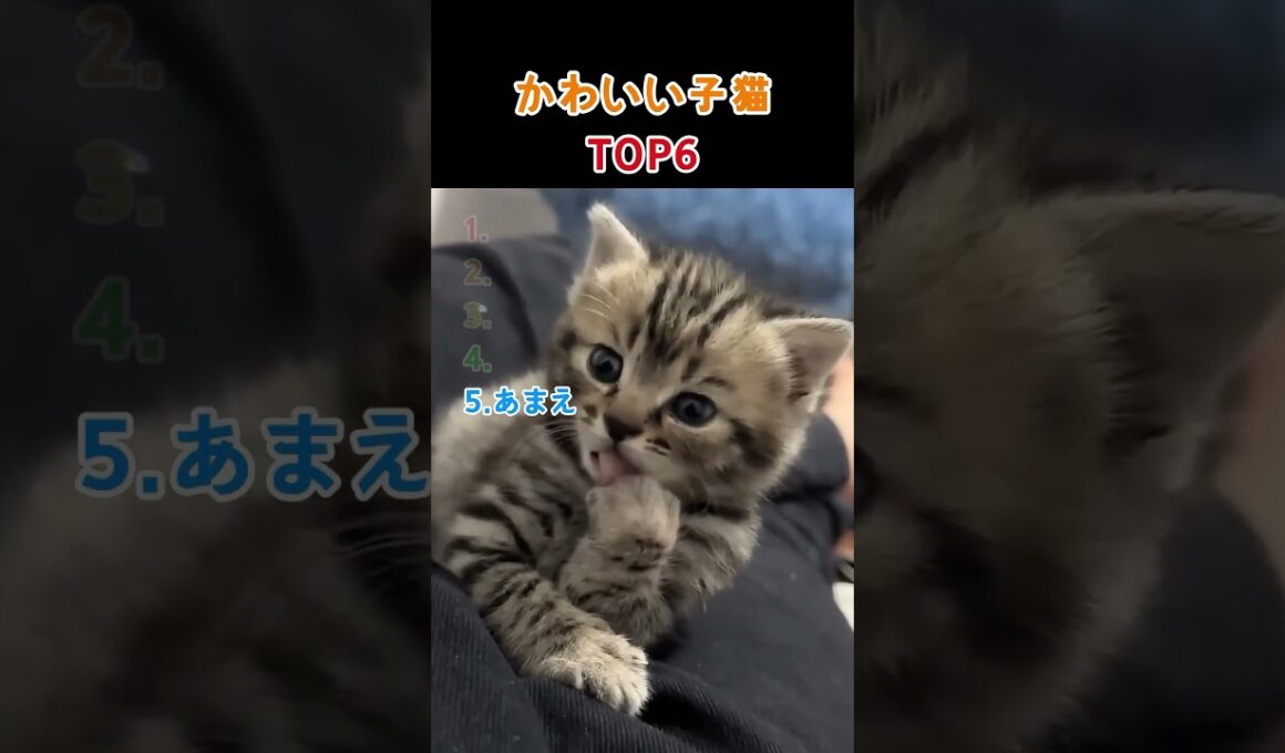 かわいい子猫 TOP6