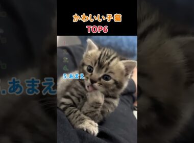かわいい子猫 TOP6