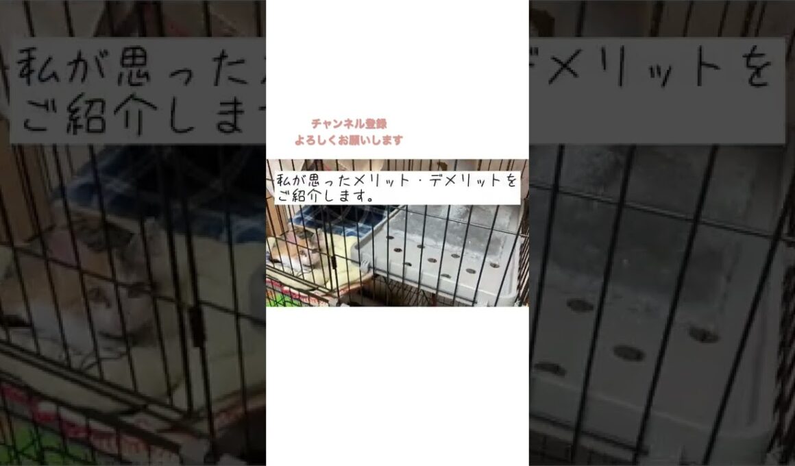 猫のケージ、必要⁈メリット・デメリット