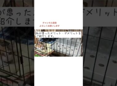 猫のケージ、必要⁈メリット・デメリット