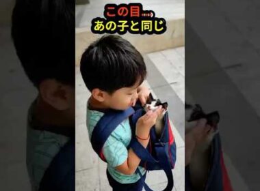 亡くした子猫と、同じ目の猫に出会った日。 #感動 #猫 #実話 #泣ける #保護猫