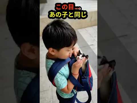 亡くした子猫と、同じ目の猫に出会った日。 #感動 #猫 #実話 #泣ける #保護猫