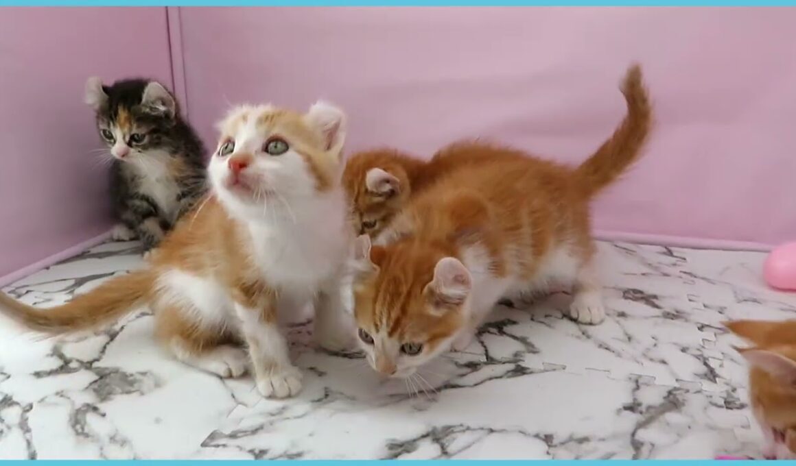 ペットショップcoo&riku No.00751327 アメリカンカール