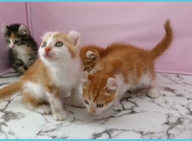 ペットショップcoo&riku No.00751327 アメリカンカール