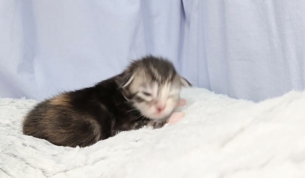 生後8日のメインクーン赤ちゃん鈴奈ちゃん