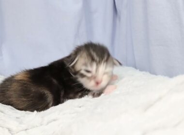 生後8日のメインクーン赤ちゃん鈴奈ちゃん