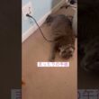 探した探した #ねこ動画 #アメリカンカール