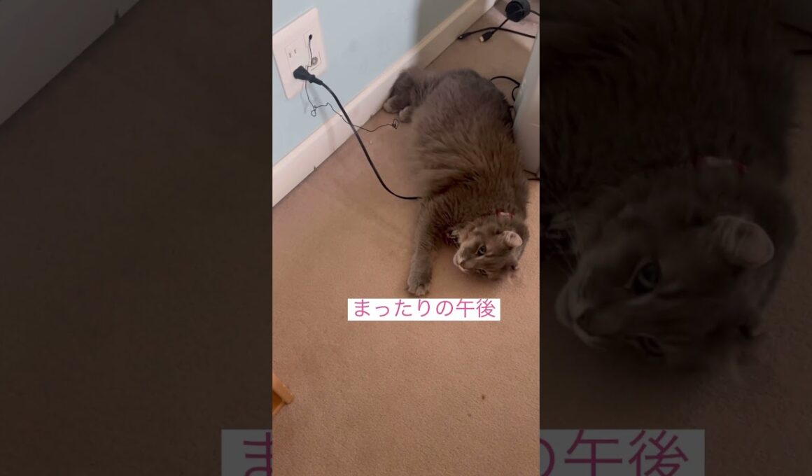 探した探した #ねこ動画 #アメリカンカール