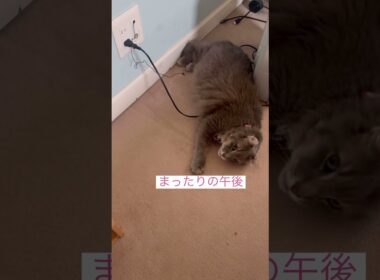 探した探した #ねこ動画 #アメリカンカール