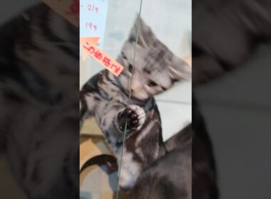 #アメリカンショートヘア #アメリカンショートヘアブリーダー #アメショー   #ペットショップ #猫 #犬 #ブリーダー #犬ブリーダー #猫ブリーダー #ねこ部 #いぬ部