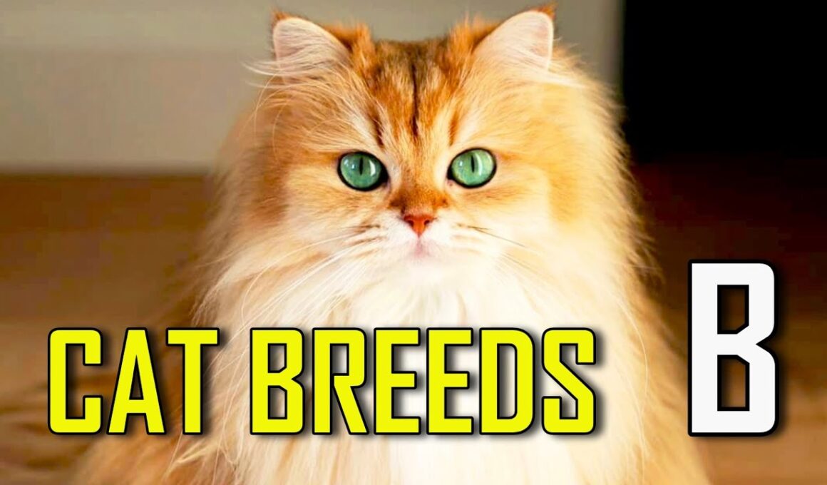 CAT BREEDS - List of cat breeds that start with B