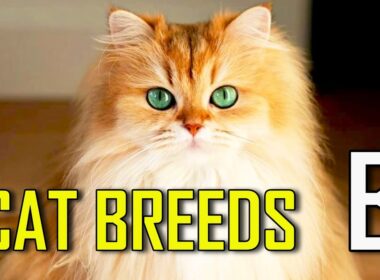 CAT BREEDS - List of cat breeds that start with B