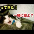 初めて僕の布団に入ってきた子猫がこちらになります