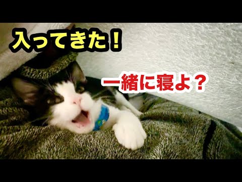 初めて僕の布団に入ってきた子猫がこちらになります