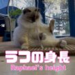バーマン猫ラフ【ラフの身長】Raphael’s height （バーマン猫）Birman/Cat