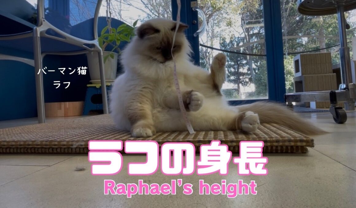 バーマン猫ラフ【ラフの身長】Raphael’s height （バーマン猫）Birman/Cat